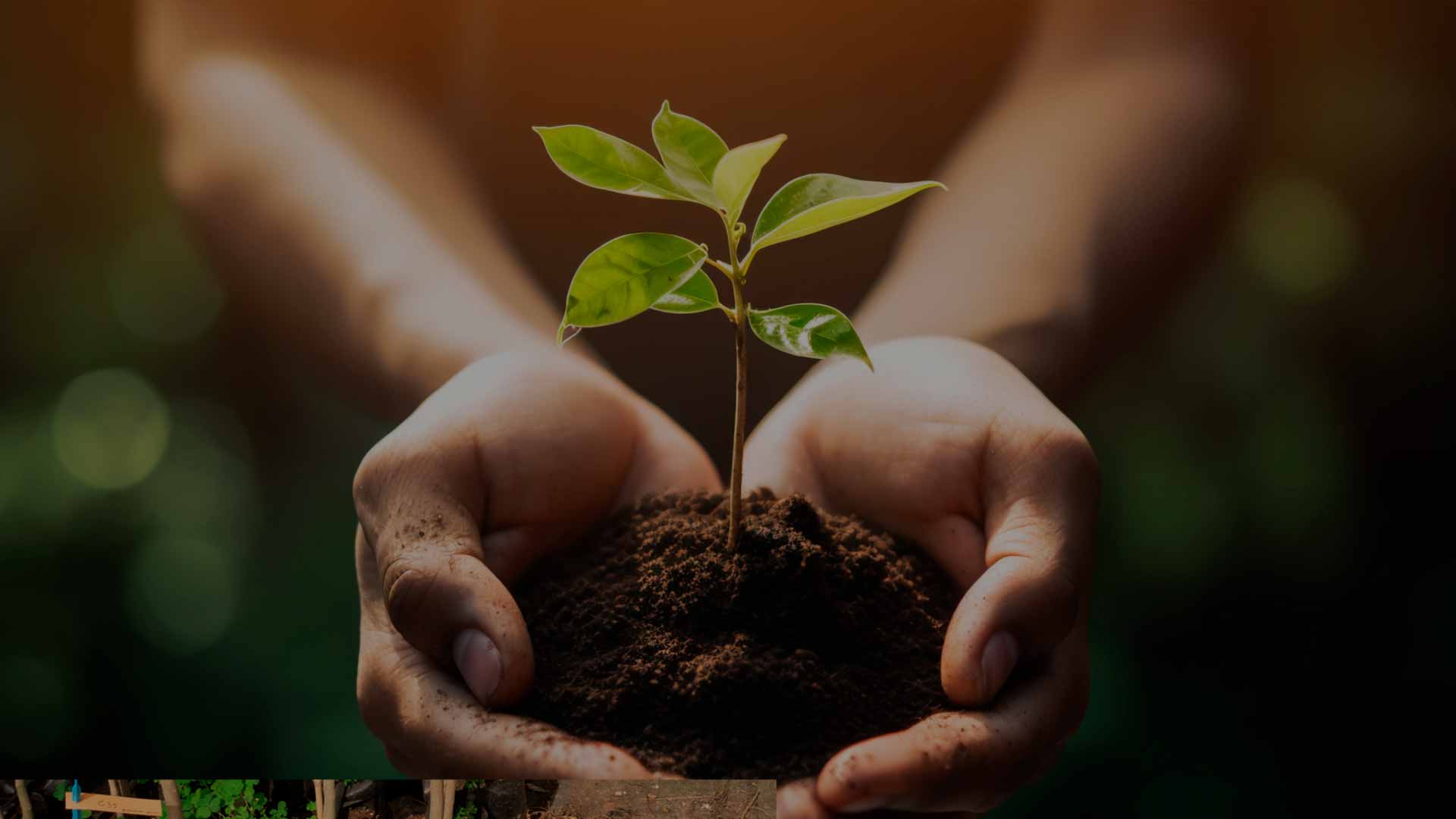 Mudas de árvores para um futuro melhor