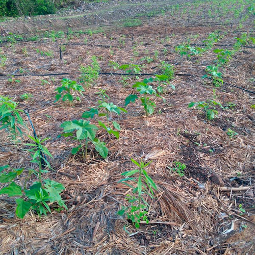 Sistemas Agroflorestais