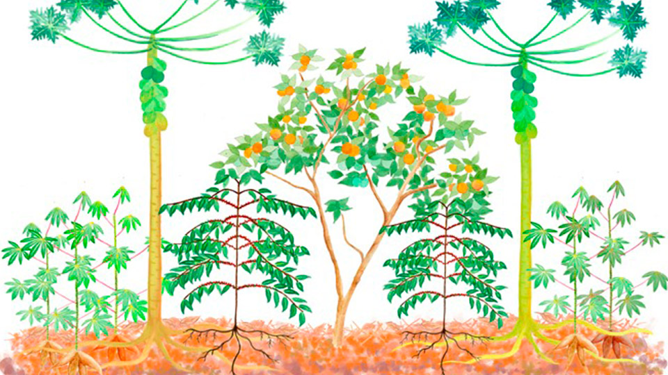 Muda Viveiro Arvoredo