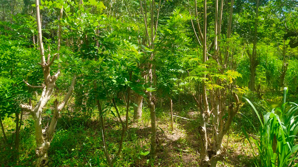 Plantar Viveiro Arvoredo