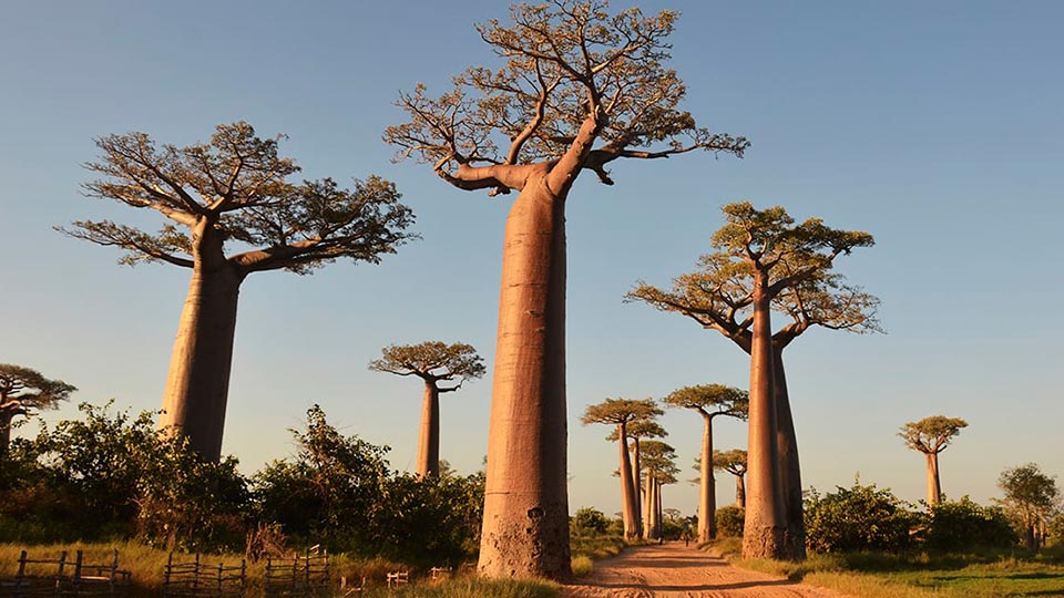 Árvore Baobá