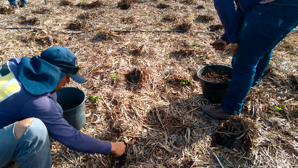 Muda Viveiro Arvoredo