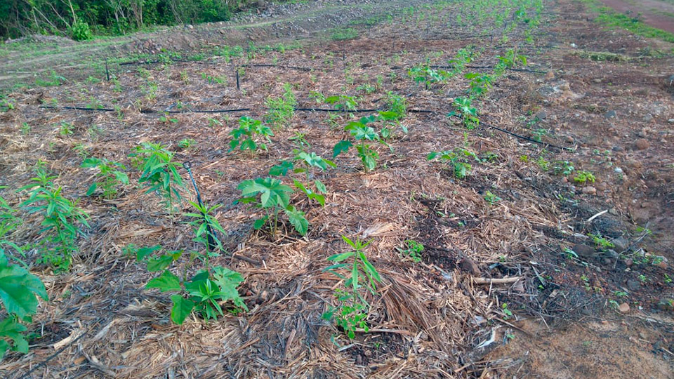 Plantar Viveiro Arvoredo