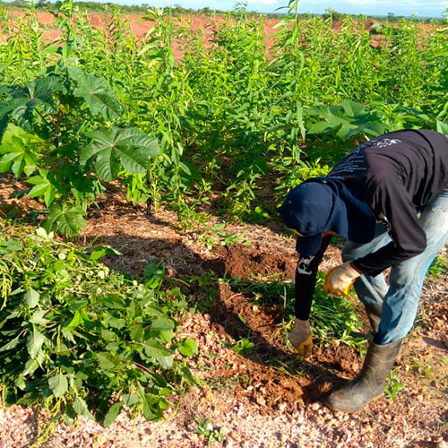 Sistemas de Reflorestamento
