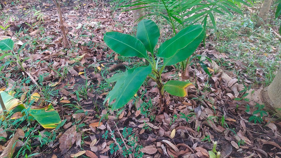 Plantar Viveiro Arvoredo
